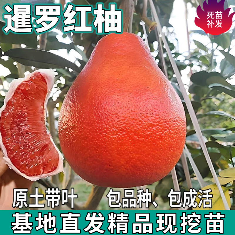 Саженцы помело Siamese Red, крупные саженцы для посадки в садах на севере и юге, привитые саженцы красного помело