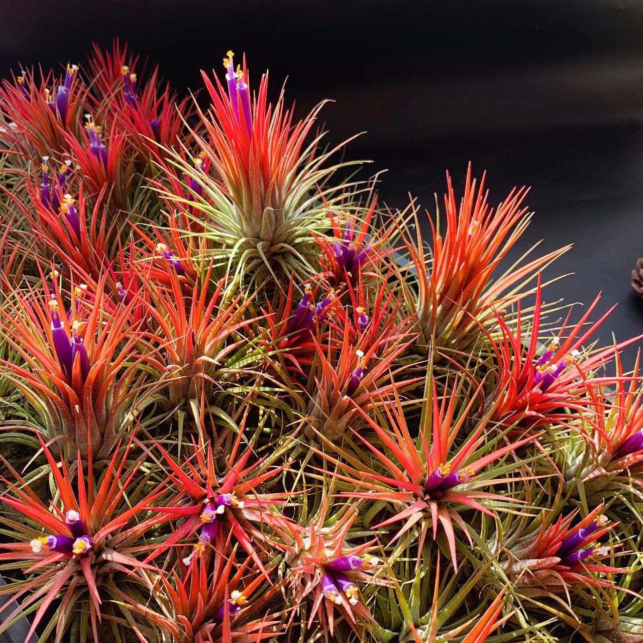 Collection of Flowering Period, Air Pineapple Base Straight Hair Wholesale Lazy Plants Home Green Plants Soilless