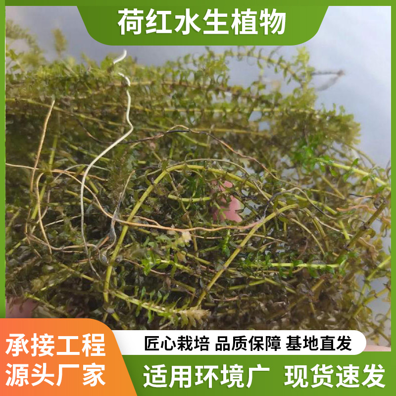 Оптовая продажа водорослей Yile, подводные растения, микрозубчатые овощи, очистка воды, озеленение водоемов