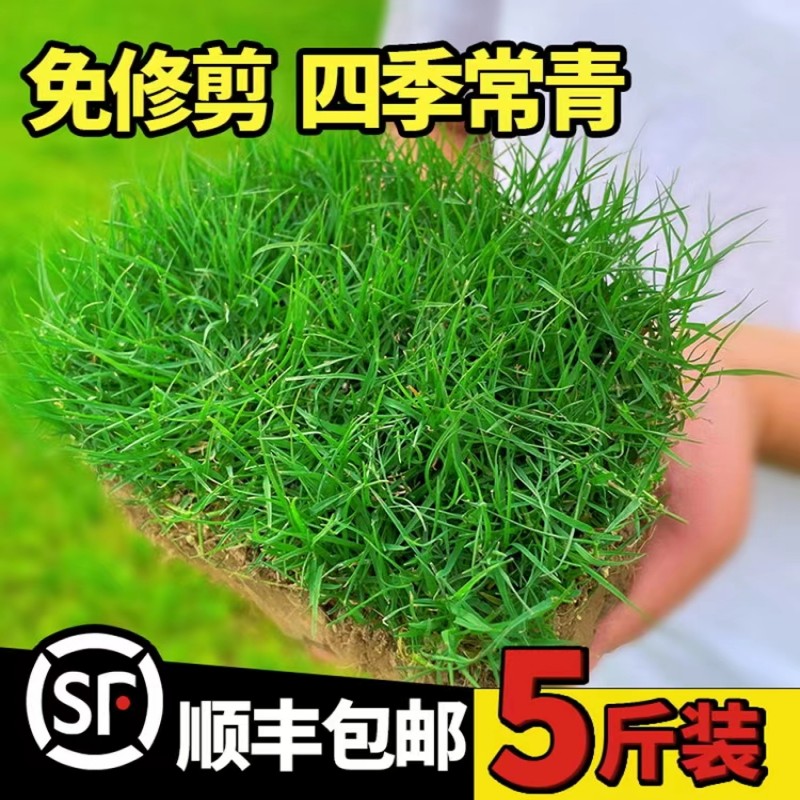 Lawn Grass Seeds, Evergreen Slope Protection, Bermudagrass, Manila Bentgrass, Courtyard Greening, Ryegrass Turf Seeds