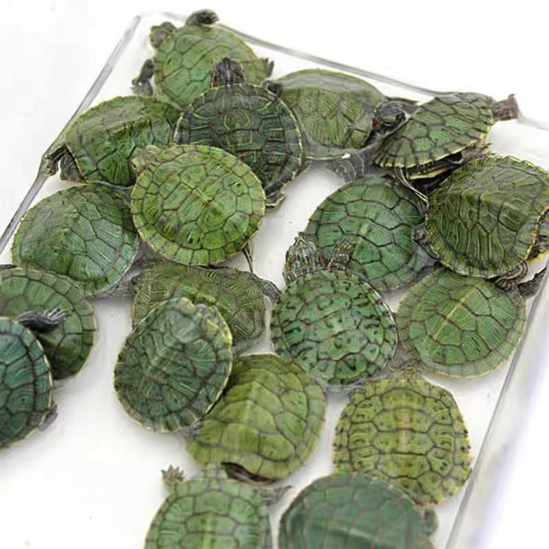 Brazilian Turtle Seedlings, Popular Street Stalls, Colorful Turtles for Raising Outer Ponds, Wholesale, Healthy, Lively and Cute, Live Package