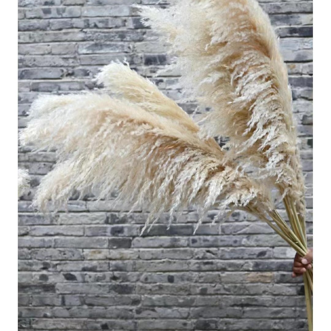 Dried Reed Dried Flowers Gray Hair Large Reed Dried Reed Wedding Decoration Nordic Wind Size Reed Dried Flowers Factory Wholesale