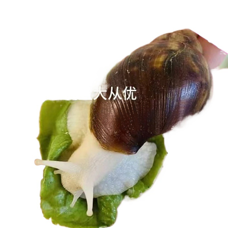 Wholesale large retail student wholesale snail snail white jade snail pet ornamental experimental breeding ornamental pendulum wholesale