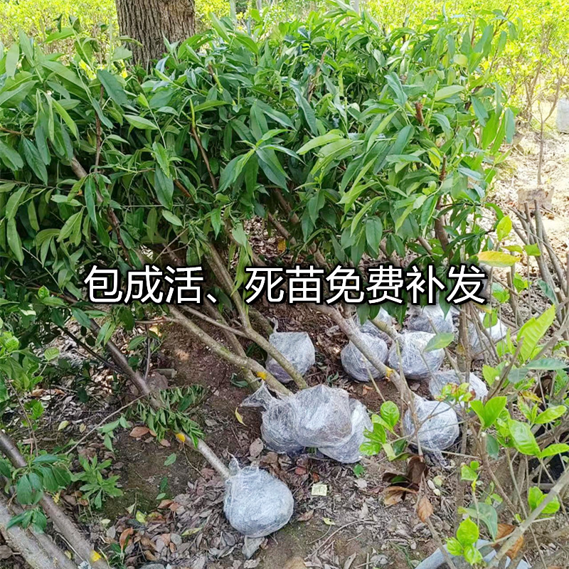 One-Piece Drop-Shipping Golden Peach Saplings for Planting in Courtyards in the North and South, Extra-Large Fruit Pots for Planting and Grafting Peach Seedlings