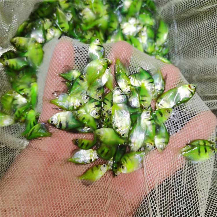 Green Apple Lemon Angel Fish Wholesale Live Tropical Ornamental Fish Red Blue Purple Yellow Green Emerald Tiger Colorful Fishing Ground