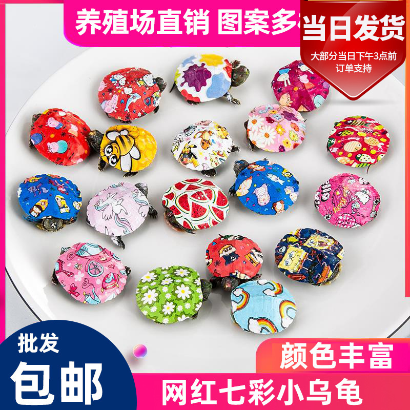 Оптовая продажа цветной маленькой черепахи, домашнее живое существо, цветная маленькая травяная черепаха, яркая, бразильская черепаха, маленькая цветная черепаха