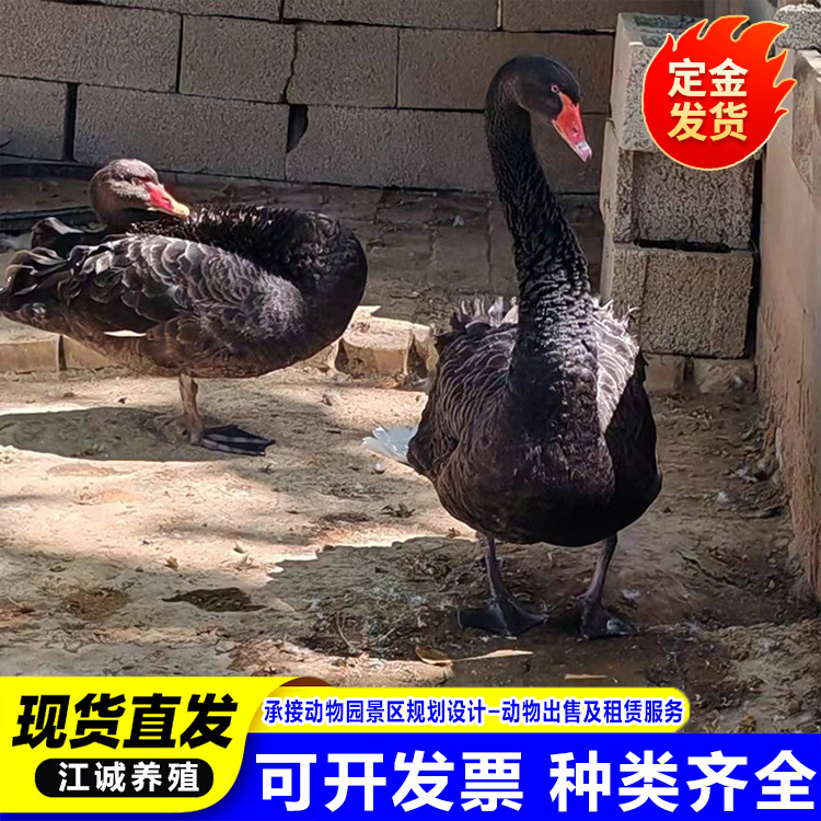 Black Swan Live Adult Rental Male Swan Female Swan Pair Park Scenic Spot Viewing Package Live Rental Price