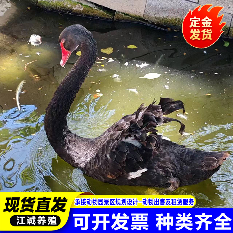 Живое разведение черных лебедей, цена пары взрослых декоративных лебедей, чистокровные взрослые черные лебеди