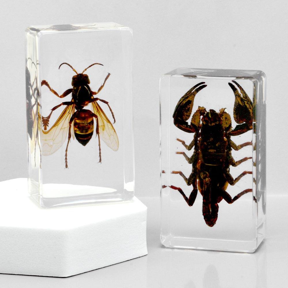 50+ Cross-Border Transparent Resin Model Insect Specimens: Unicorn Fairy Spider, Scorpion, Golden Turtle, Wasp, Creative Bookends