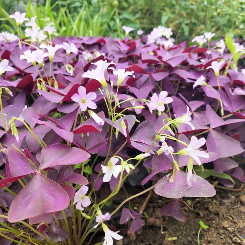 Sorrel Seed Ball Purple Leaf Pulp Grass Lucky Grass Purple Butterfly Clover Perennial Four Seasonal Flowering Plant Flowers