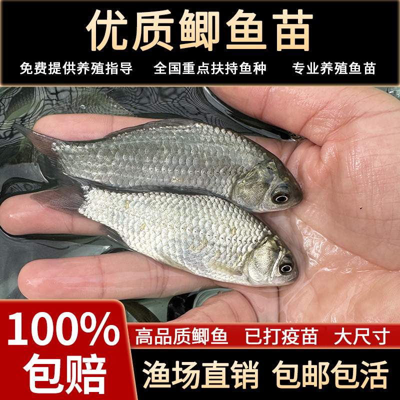 Проект мальков золотого карпа и карпа Сяньюнь, пресноводное разведение, съедобные живые крупные мальки травяного карпа