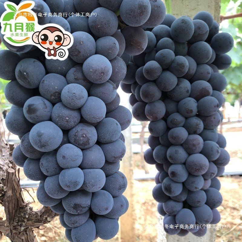Летний черный виноград без косточек из Юннани, свежие сезонные черные винограды без косточек, фрукты для беременных, целая коробка черной смородины, экологически чистый продукт