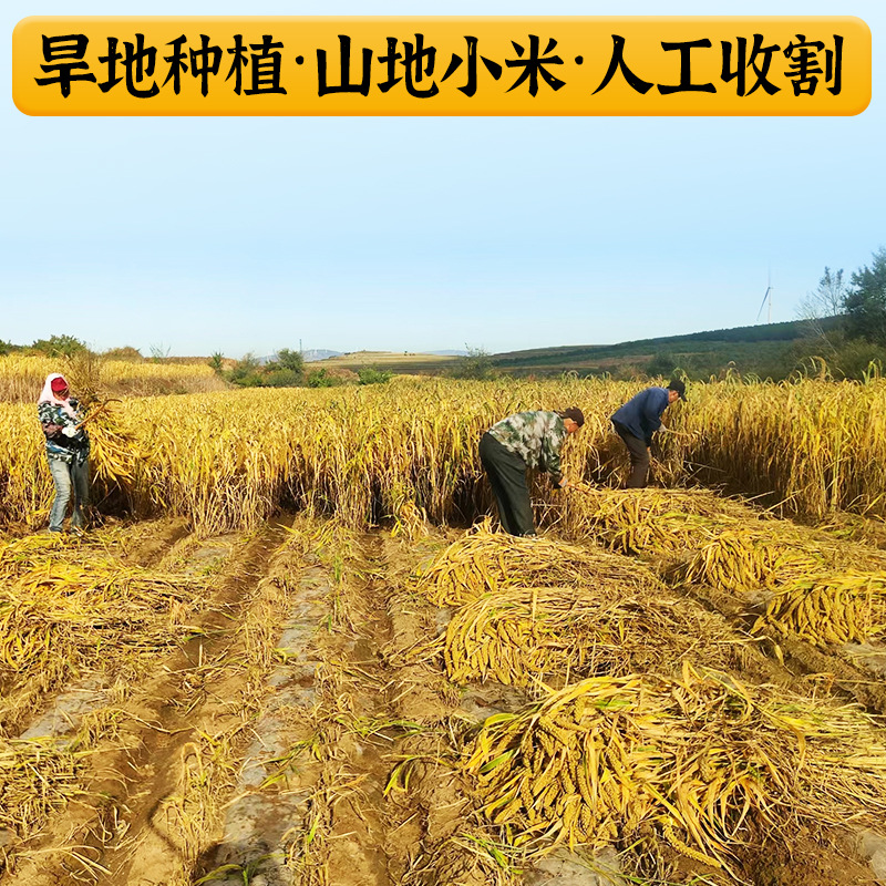Jinqiuxiang Inner Mongolia Chifeng Xunhan Xiaomi 2.5kg Stand-Up Bag Farmhouse Category Millet Miscellaneous Grains K1 Yellow Millet