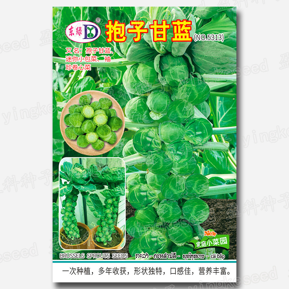 About 100 Brussels Sprout Seeds, Brussels Sprout Seeds, Vegetable Seeds, Purple Brussels Sprouts, Brussels Sprouts