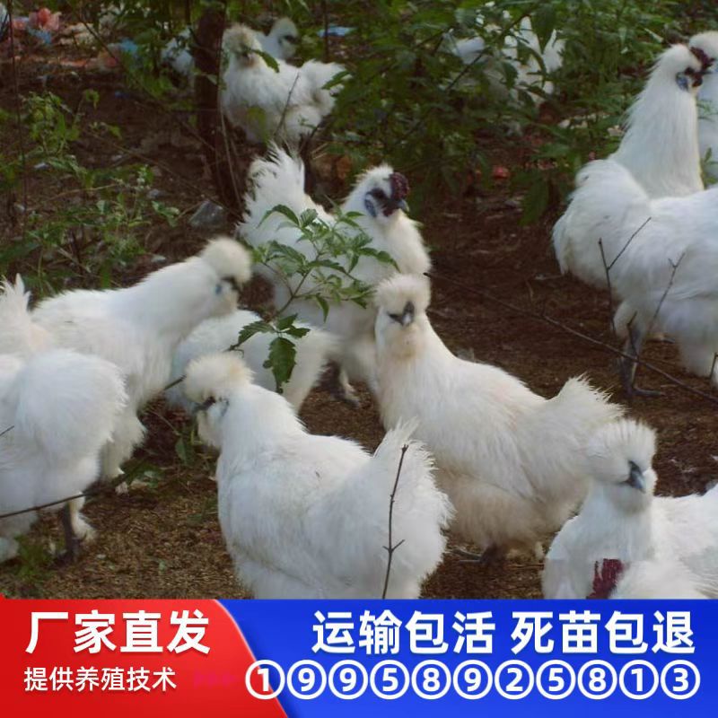 Оптовая продажа однодневных цыплят черной кости Тайхэ, смешанные, материнские, белые, черные кости, шелковистые, бамбуковые, черные кости