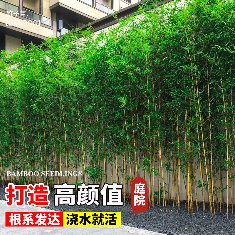 Bamboo Seedlings Planted in the North Cold-Resistant Courtyard Ornamental Early Garden Bamboo Large Moso Bamboo Gold Inlaid Jade Bamboo Luohan Bamboo Purple Bamboo Seedlings