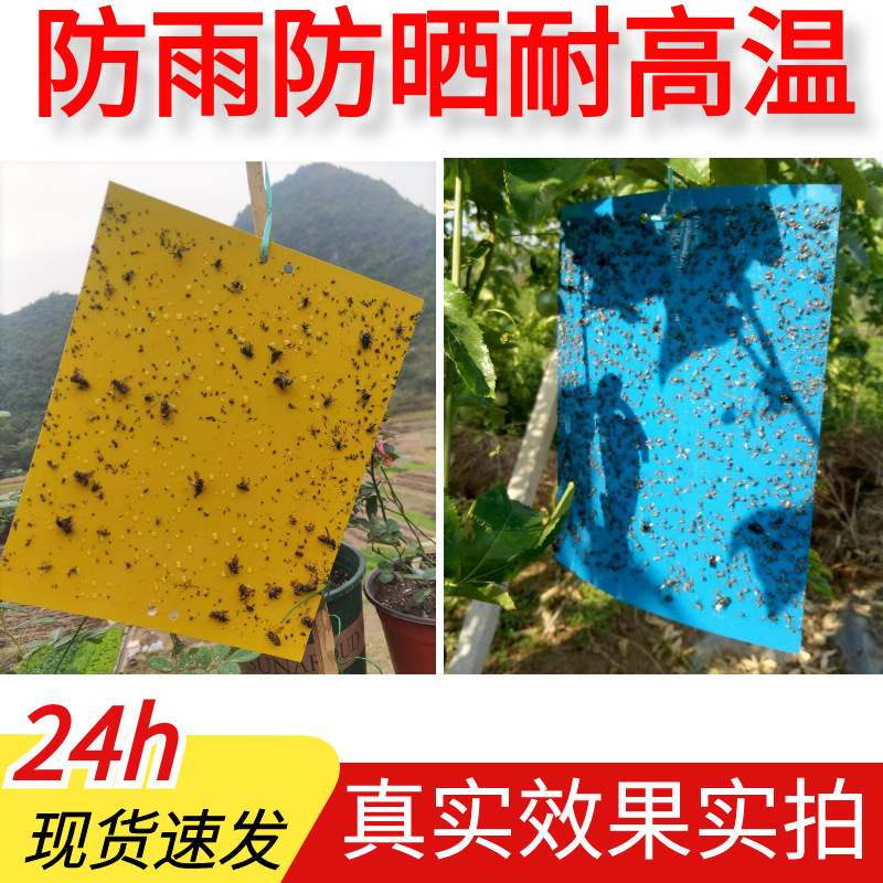 [Price Change] Double-sided Sticky Insect Board Trap Board Ducked with Insect Greenhouse Yellow Board Blue Horticultural Sticky Insect Patch Fruit Tree Insect Prevention