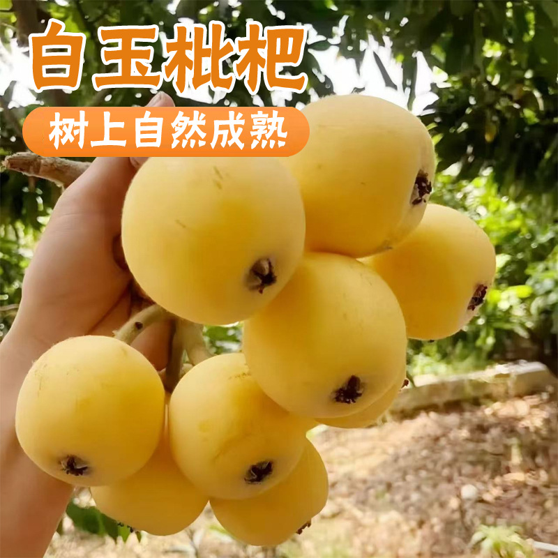 Zhejiang White Jade Loquat Fresh Fruit for Pregnant Women, Freshly Picked and Delivered in Sf Express Gift Box