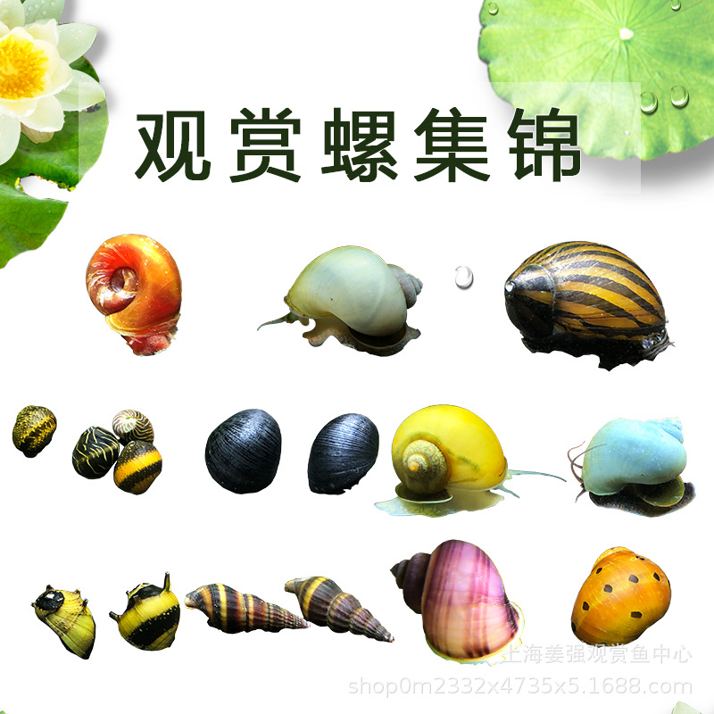 Ornamental Snail Apple Mysterious Yellow Snail Gold Zebra Onion Tool Snail Black King Kong Watermelon Snail Cleaning Algae Removal Living Snail