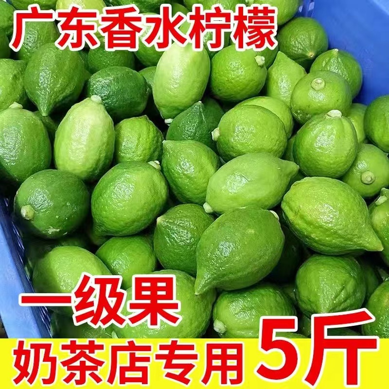 [Freshly Picked from the Orchard] Authentic Guangdong Seedless Perfume Lemon First-Grade Fruit Hand-Made Lemon Tea Milk Tea Shop Commercial