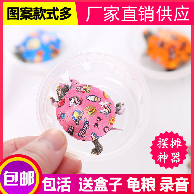 Оптовая продажа цветной маленькой черепахи, домашняя черепаха, живое существо, цветная маленькая черепаха, яркая, бразильская черепаха, киоск, маленькая цветная черепаха