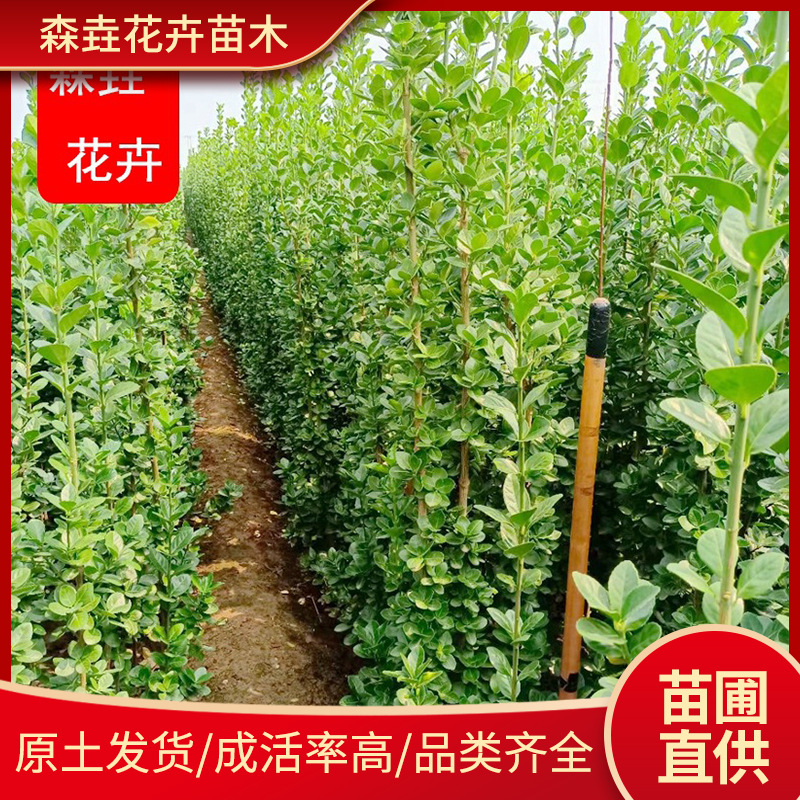 Саженцы падуба, коробка Хоккайдо, морозостойкий вечнозеленый падуб Хоккайдо, забор для двора, коробка Хоккайдо