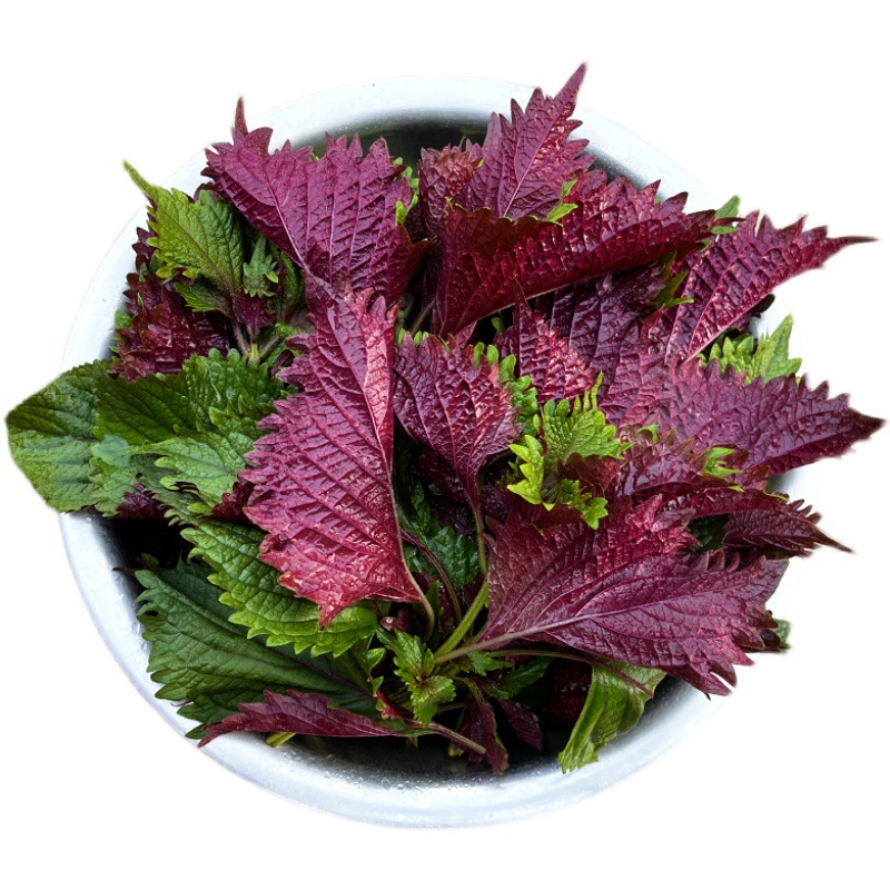 Farm Freshly Picked Whole-Leaf Perilla Leaves Without Long Stems, Edible Spice Vegetables for Fish, Shrimp, Crab, and Bullfrog to Remove Fishy Odor and Enhance Flavor