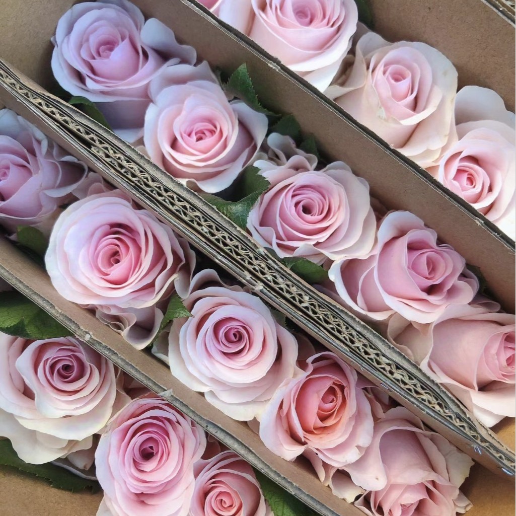 Freshly Picked Flowers from Yunnan, Direct Delivery Roses Wholesale for Home Use, Flower Shop Group Purchase, Bouquets for Stalls, Wedding Celebrations, Single Heads