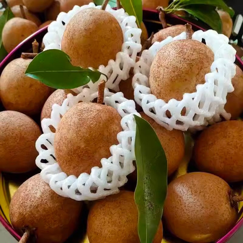 Hainan人心果 2.5kg Fresh Seasonal Fruit for Pregnant Women Tropical Prickly Pear Ginseng Fruit Specialty Ready for Sale