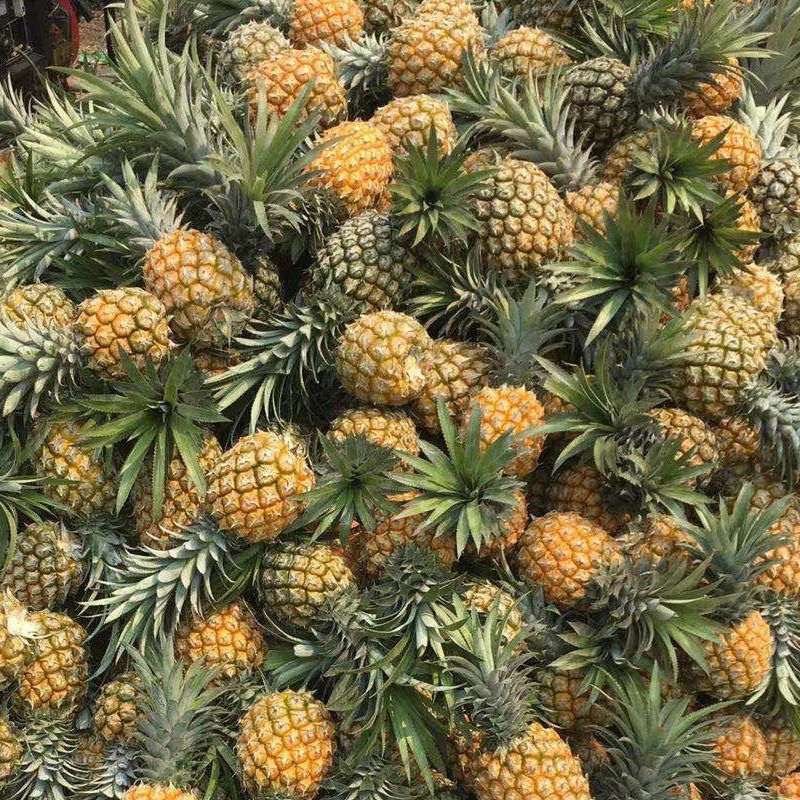 Pineapple Wholesale Xuwen Big Pineapple Fresh Fruit Hand-Shred Pineapple Natural Ripe Fruit Better Than Yunnan Pineapple 2/5/ 5kg