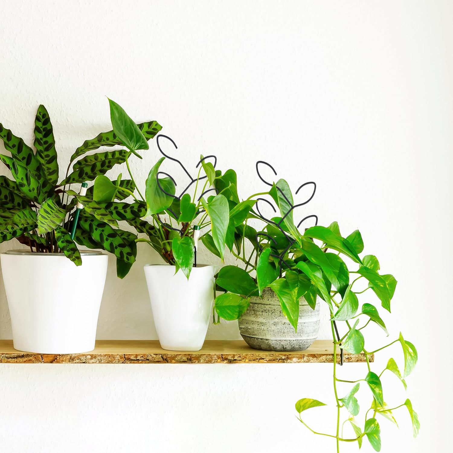 Amazon Outdoor Potted Plant Stand Plant Climbing Frame Creative Leaf Climbing Vine Flower Stand Gardening Fixed Ironwork Rod