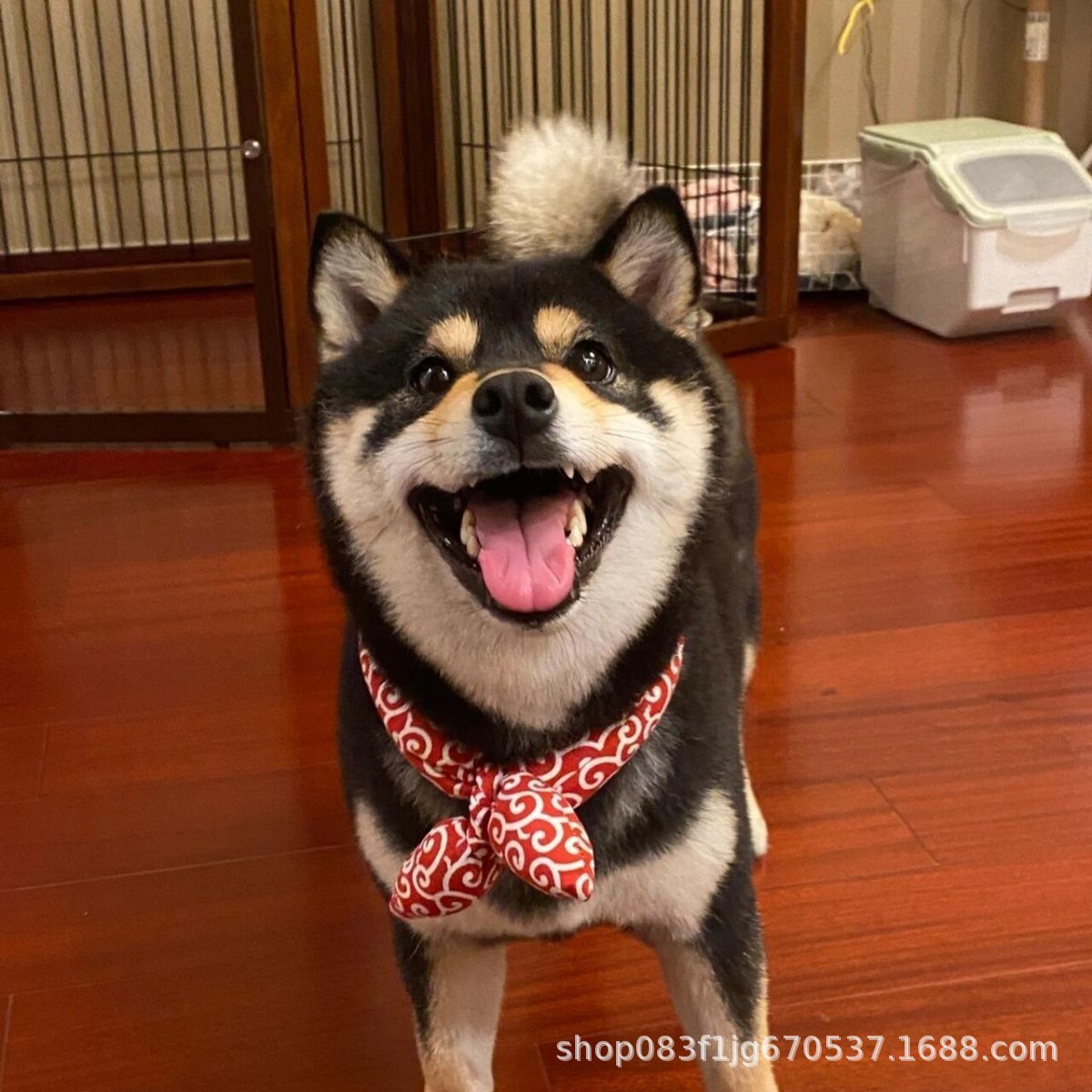 Purebred Shiba Inu Puppy Puppy Double Bloodline Shiba Inu Puppy Live Pet Dog Bean Shiba Akita Dog Small Live Animal Dog