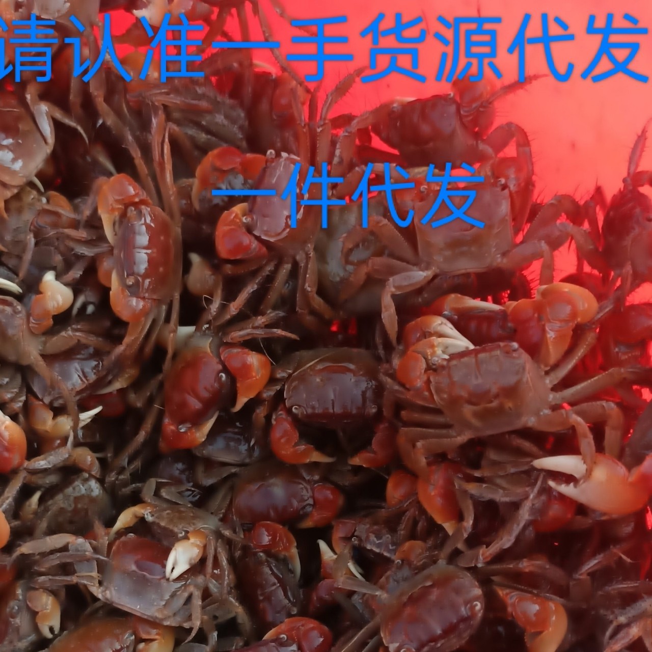 Ornamental Crab, Red Crab, Companion Crab, Aquarium Crab, Live Crab Feed, Crab Street Stall, Individually Packaged Wholesale