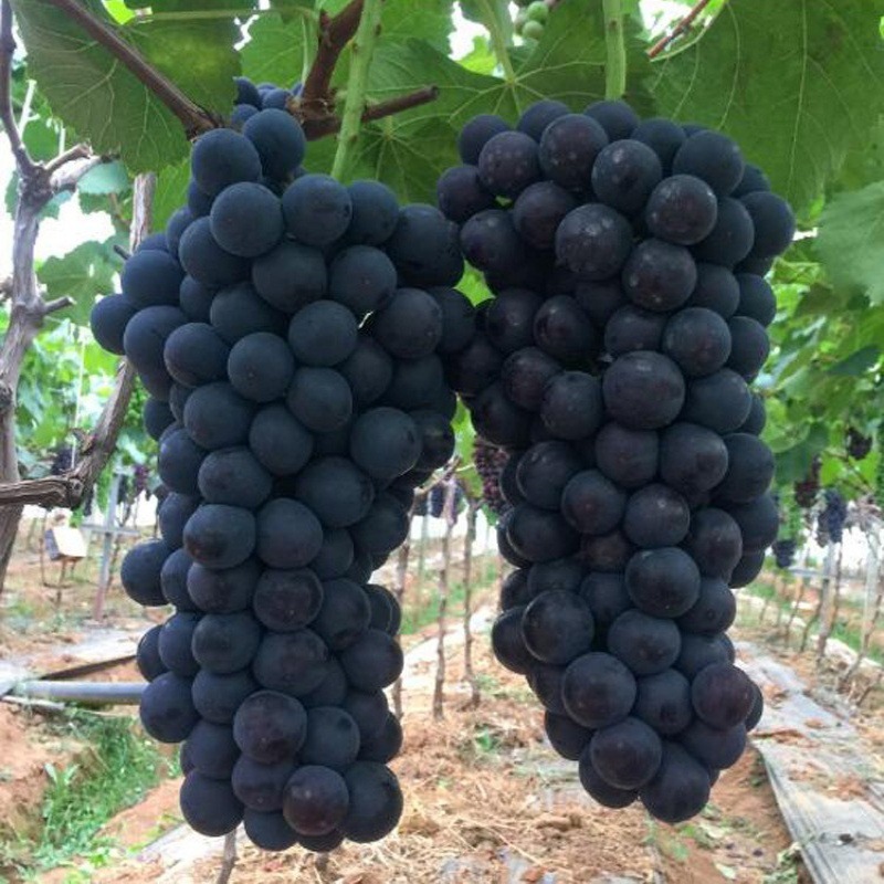 Pujiang Giant Peak Grapes Fresh Seasonal Fruit for Pregnant Women Whole Bunch Sweet Farm Authentic 2.5kg Per Box Homegrown