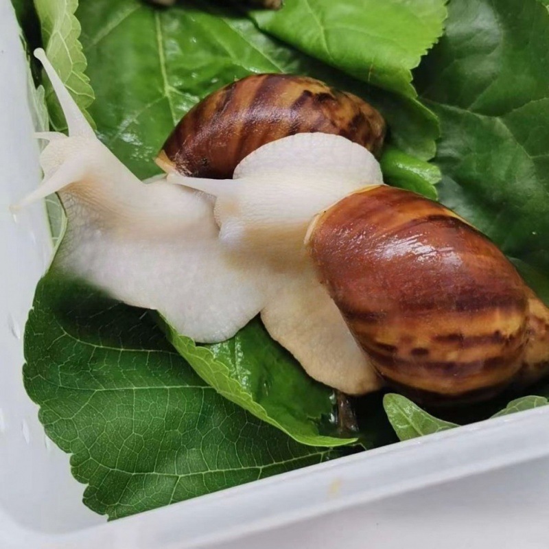 Wholesale large retail student wholesale snail snail white jade snail pet ornamental experimental breeding ornamental pendulum wholesale