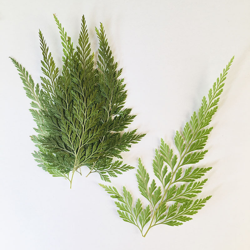 Зеленый черный папоротник, образцы растений, ручные наклейки, мобильные телефоны, бальзам, настольные лампы, клей, сухие цветы, тиснение