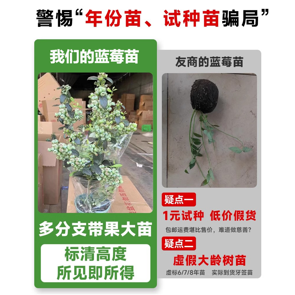 Extra Large Fruit Blueberry Tree Seedlings Potted Ground Planting with Fruit Shipped to the North and South for All Year Round Fruiting Cold-Resistant Blueberry Seedlings