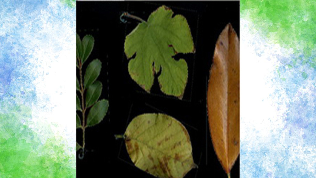 Plant Image Analysis System Model: DF-NHZL-LAS Library Number: D97372