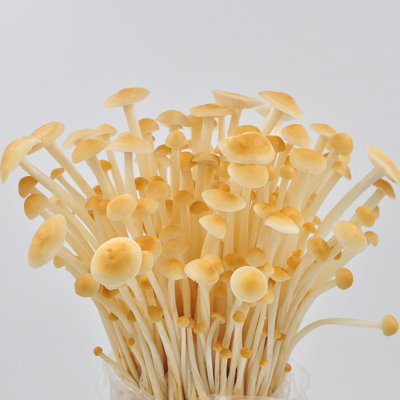 Mushroom planting bag home mushroom black mushroom mushroom bag fresh mushroom stick potted edible mushroom mushroom fun balcony