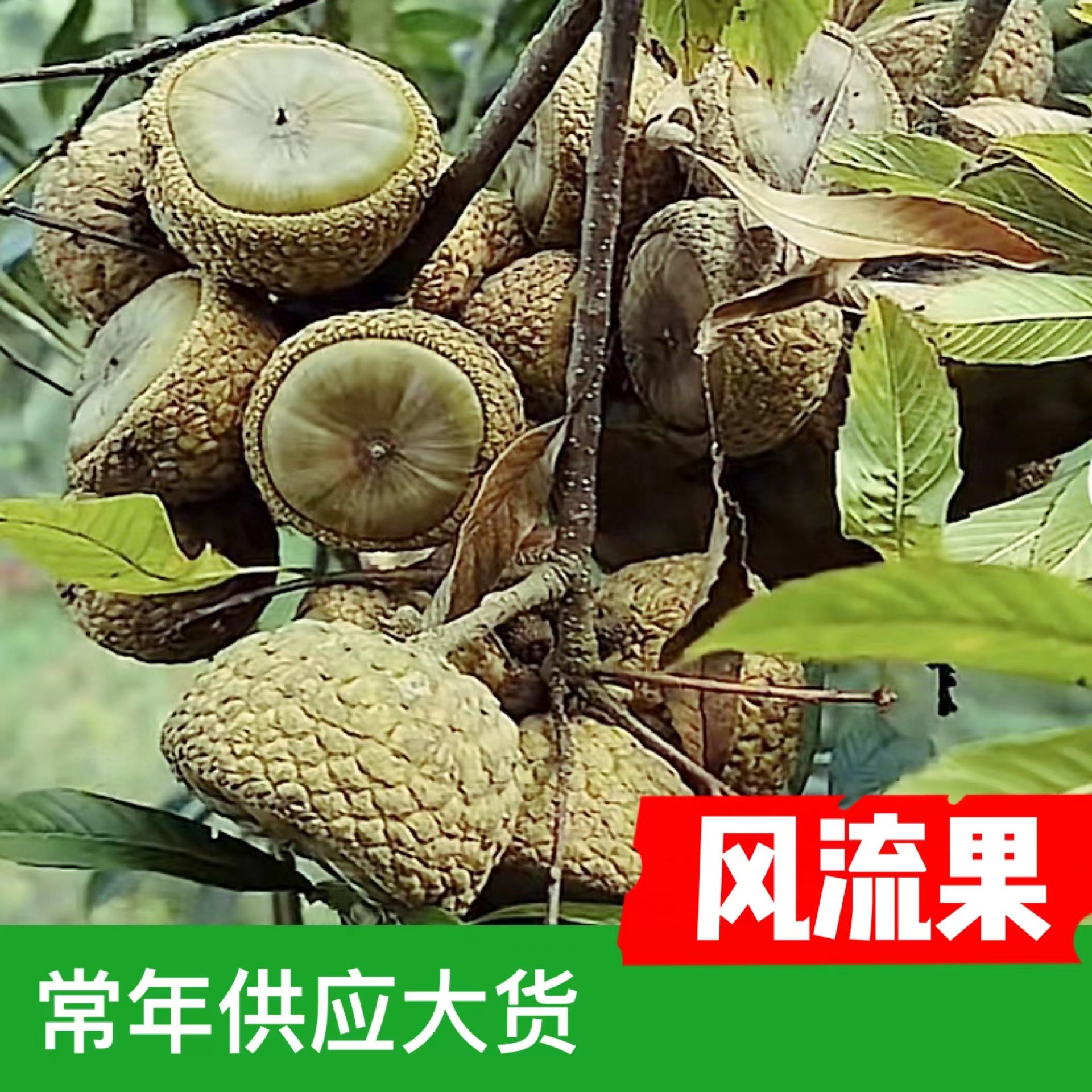 Guangxi Origin Straight Hair Fengliu Fruit Wholesale Fengliu Fruit Wine Ingredients New Goods on the Market and Large Supply Throughout the Year