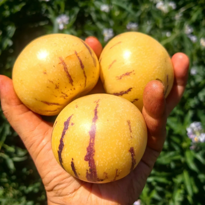 Yunnan Ginseng Fruit Round Fruit Long Fruit Fresh Fruit Origin Straight Hair Free Shipping Round Long Ginseng Fruit One Piece Drop Shipping