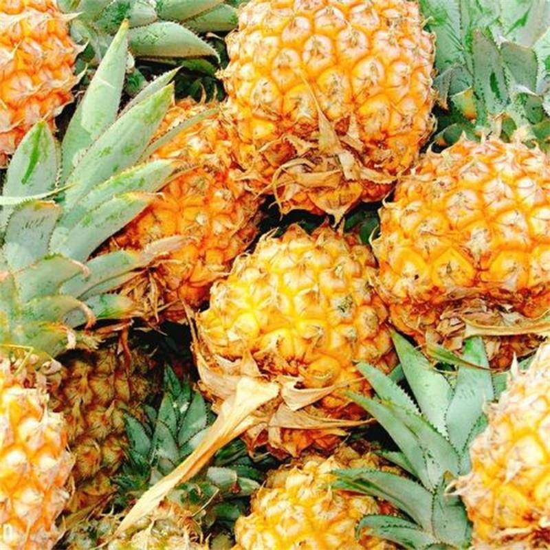 Xu Wen pineapple should be seasonal fruit Guangxi delivery pineapple postage fresh fruit perfume pineapple a generation of hair
