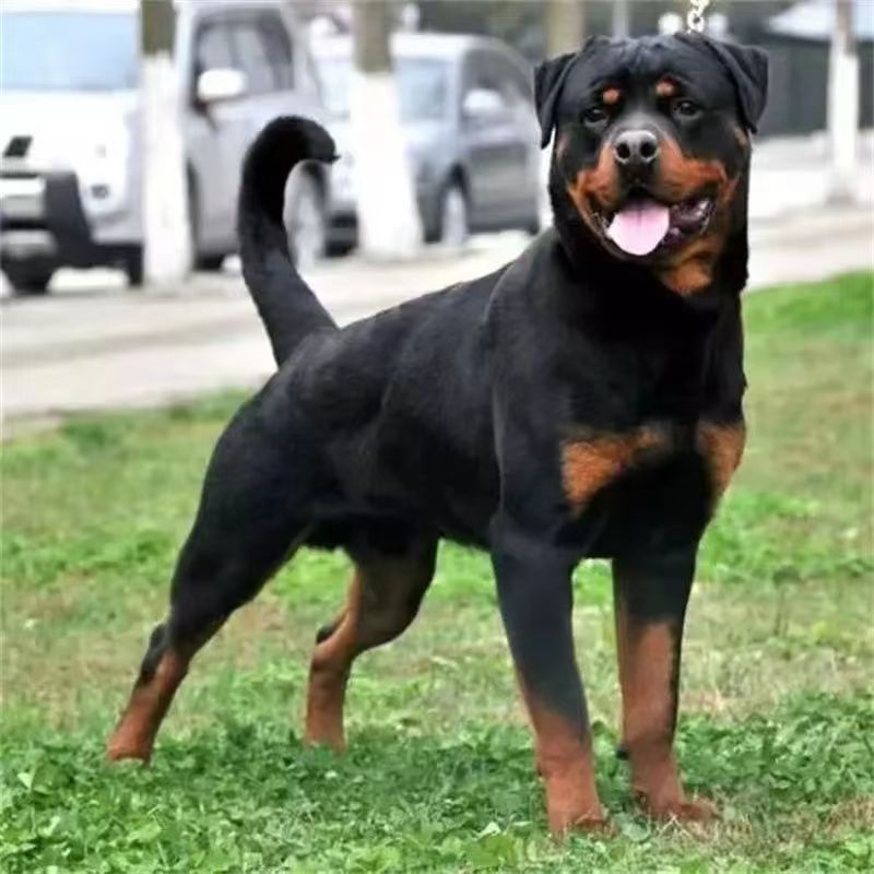 Purebred German Rottweiler Puppies, Bulldogs, Explosion-Proof Dogs, Large Dogs Wholesale, Police Dogs, Working Dogs, Dog Immunization and Deworming