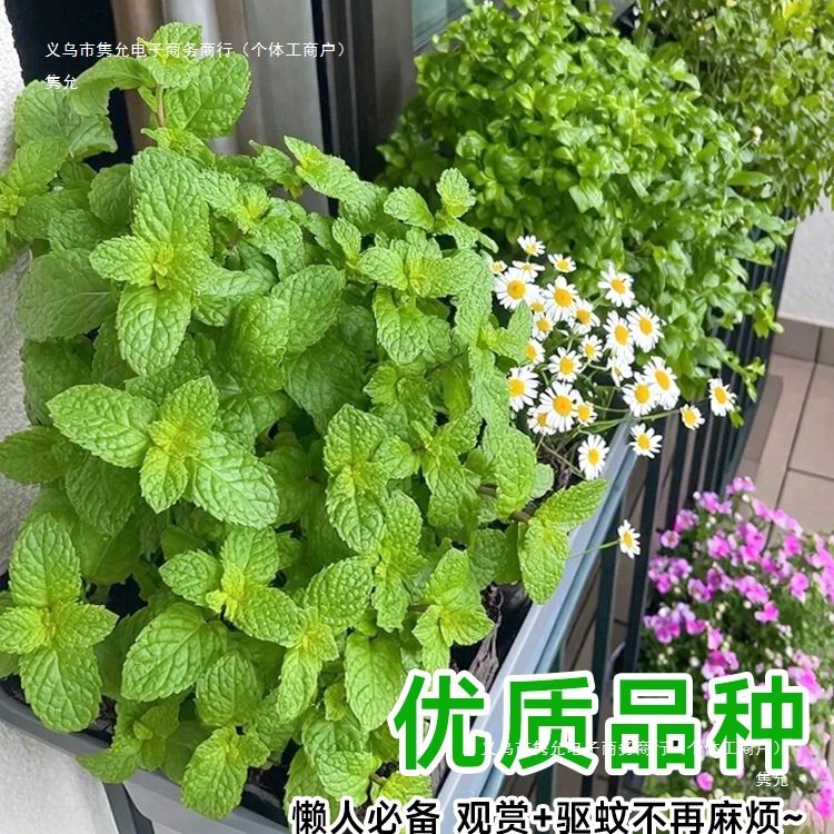 Mosquito Repellent Plants Indoor Mint Potted Outdoor Insect Repellent Four Seasons Lavender Plants Balcony Green Plants Florals Geranium