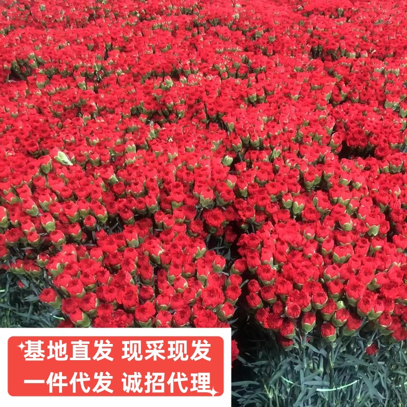 Fresh Cut Carnations Wholesale from Yunnan Base, Direct Delivery to Flower Shops, Suitable for Home Arrangements, Mother's Day, and Teacher's Day Bouquet Combinations