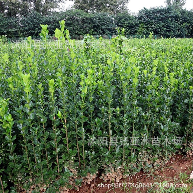 Hokkaido Boxwood Holly Wall Park Hedge Plant All Year Round Evergreen Greening Seedlings Large Leaf Boxwood Wholesale