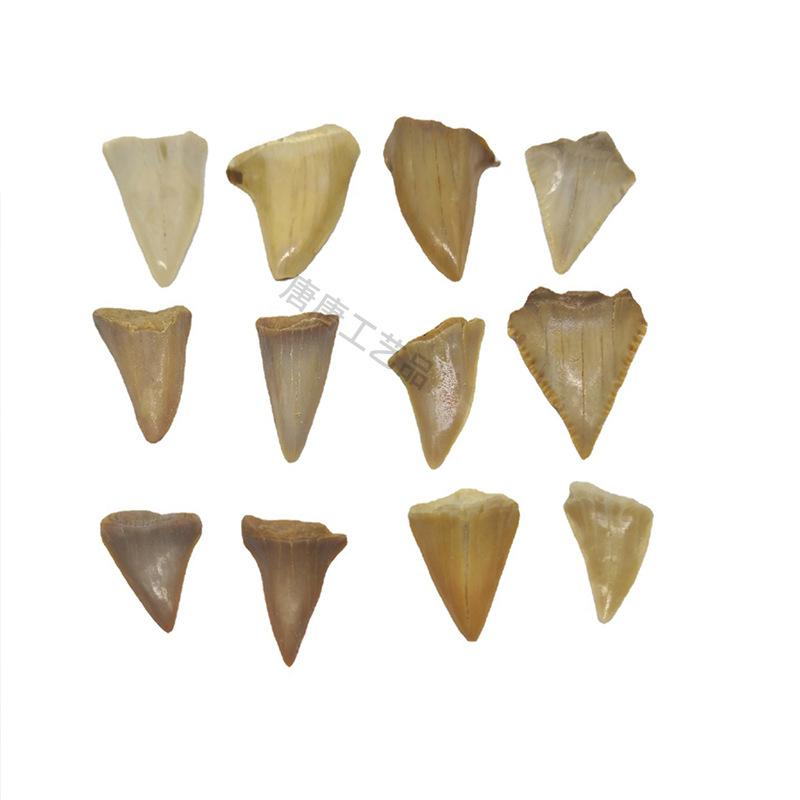 Natural Shark Tooth Fossil Children's Day Marine Animal Tooth Specimen Classical Decorations Long Teeth Pendant