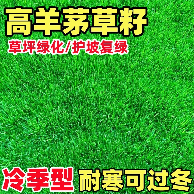 Семена высоко-куриного фестука, холодостойкие семена газона, четырёхсезонная защита склона, озеленение, райграс, блуграс, устойчивые к топтанию садовые травы