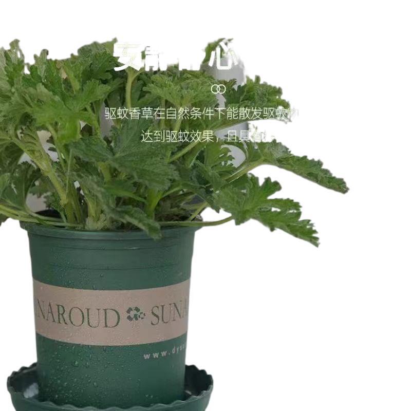 Mosquito Repellent Plants, Vanilla, Rosemary, Lemon Mint, Citronella Potted Indoor Mosquito Repellent Green Plants, Default Items