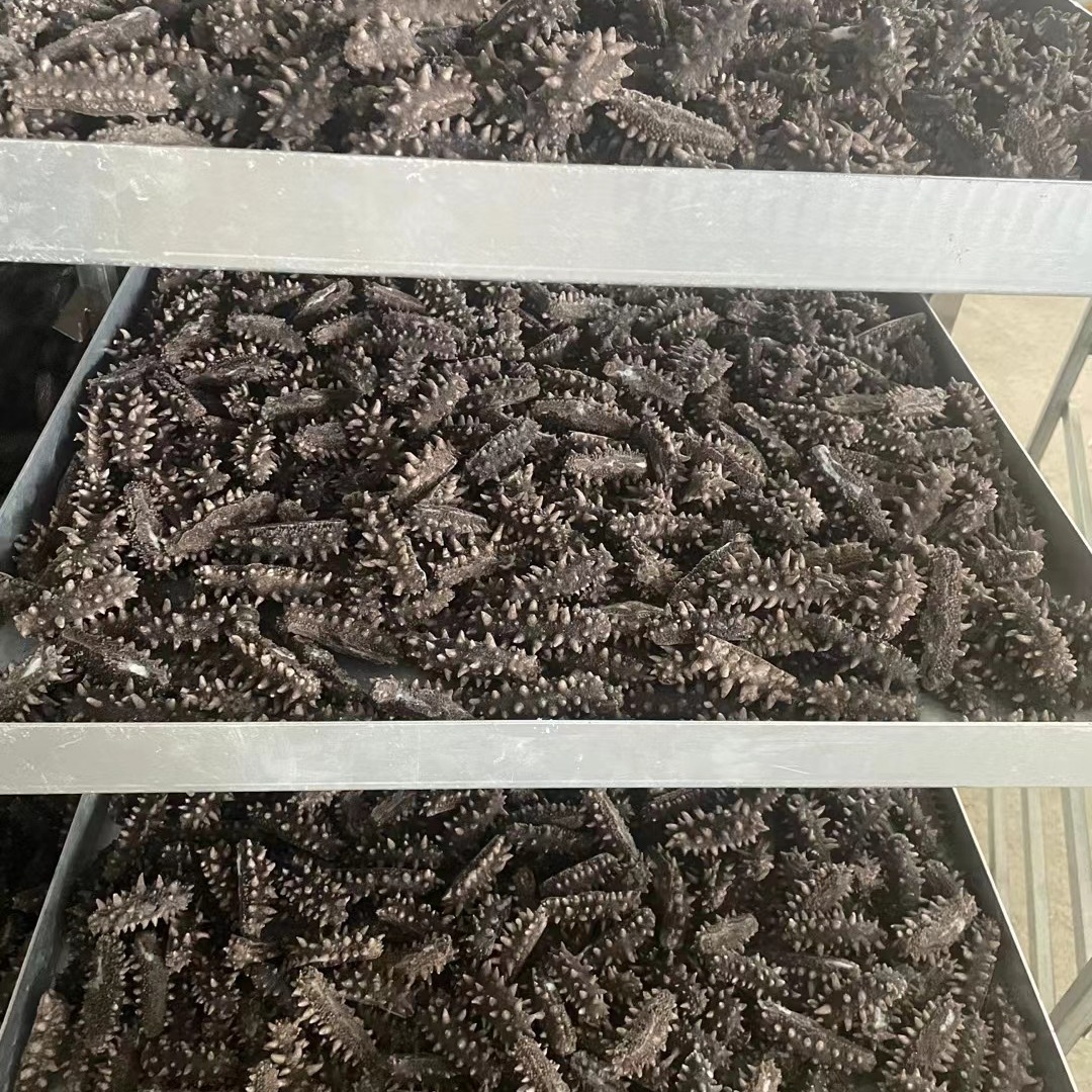 Dried Sea Cucumber Starting from One Piece Fd Freeze-Dried Sea Cucumber Bulk Wholesale Quick-Release Sea Cucumber Aquatic Product Gift Box Special Ginseng